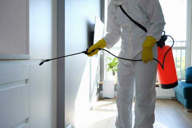 Best Basement Mold Removal  in Port Chester, NY